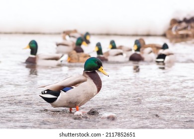 Wild Ducks Walk In The Shallow Water Of The Pond In The City Park