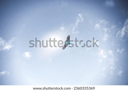 Similar – Image, Stock Photo be free Vulture Flying