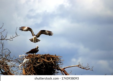 Wild Eagle Flying And Preparing To Land In Eagles Nest