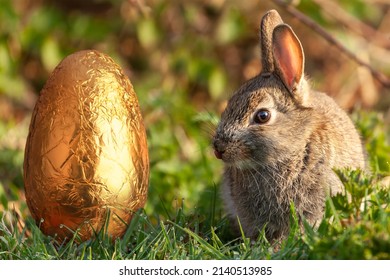 Wild Easter Bunny Licking Lips And Looking At A Gold Foil Covered Chocolate Easter Egg. 