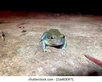 A Wild Eastern Banjo Frog, Also Known As A Pobblebonk (scientific Name: Limnodynastes Dumerilii) At Night In Canberra, Australia.