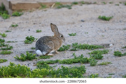 A wild eastern cottontail rabbit running around Old Town San Diego park early in the morning.