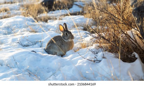 A Wild Eastern Cottontail Rabbit Sitting In The Winter Snow Eating Dry Grass