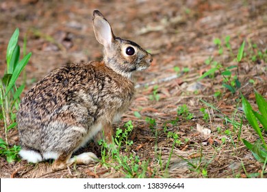 Wild eastern cottontail rabbit, Sylvilagus floridanus, in forest with room for copy