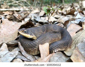 Wild Eastern Hognose Snake