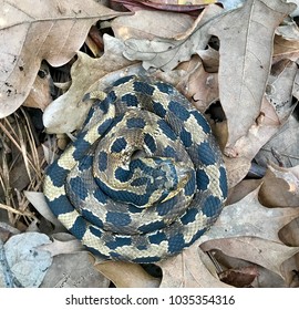 Wild Eastern Hognose Snake