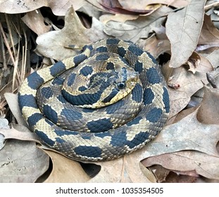 Wild Eastern Hognose Snake