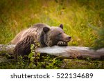 Wild Eastern Slopes Grizzly bear taking a rest in a mountain forest in summer Banff National Park Alberta Canada