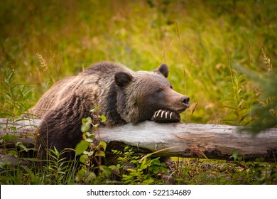 Wild Eastern Slopes Grizzly bear taking a rest in a mountain forest in summer Banff National Park Alberta Canada - Shutterstock ID 522134689