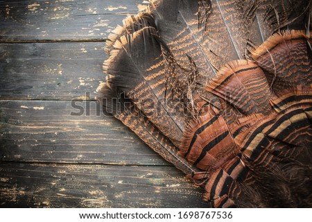 A wild eastern turkey fan feathers on wood background.