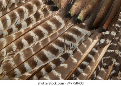 Wild Eastern Turkey Feathers Close Up Background Texture
