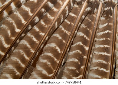 Wild Eastern Turkey Feathers Close Up Background Texture
