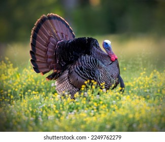 Wild Eastern Turkey in Great Smoky Mountains National Park - Shutterstock ID 2249762279