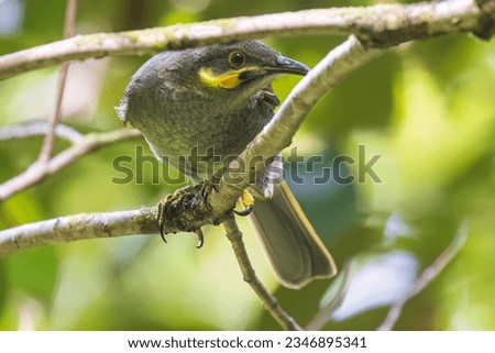 A wild eastern wattled-honeyeater on the island of Tutuila in the National Park of American Samoa.