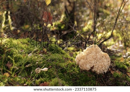 A wild edible fungus Wood Cauliflower (Sparassis crispa) growing in the forest. It has a yellowish creamy wavy surface, resembling lasagna noodles or sponge. Also known as Cauliflower mushroom.