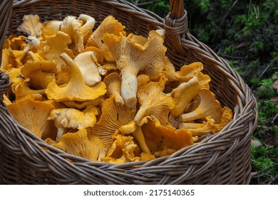 Wild Edible Mushrooms In Basket