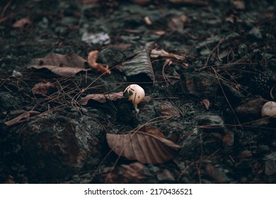 Wild Edible Mushrooms Are Growing In The Mountains.