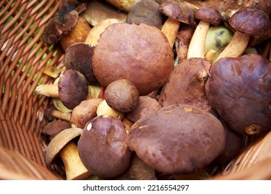 Wild Edible Mushrooms, Mainly Bay Bolete, In A Wicker Basket