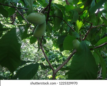 156 Wild pawpaw tree Images, Stock Photos & Vectors | Shutterstock