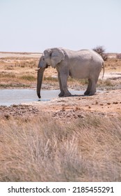 Wild Elefant Taking Bath At Natural Water Hole In African Desert