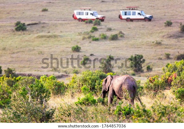 Wild elephant\
against safari cars in Masai Mara National Park, Kenya. Safari\
concept. African travel\
landscape