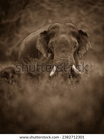 Wild elephant, the wild elephant, asian elephant, sri lanka 