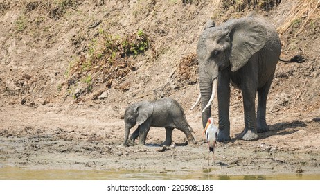 Wild Elephant With Baby Playing In Mud, Mikumi, Tanzania