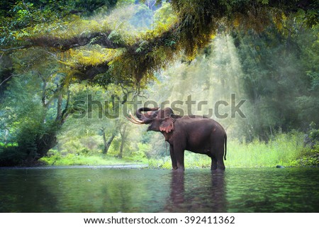 Wild elephant in the beautiful forest at Kanchanaburi province in Thailand, (with clipping path)