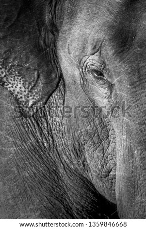 Similar – Image, Stock Photo pachyderms Leather Animal