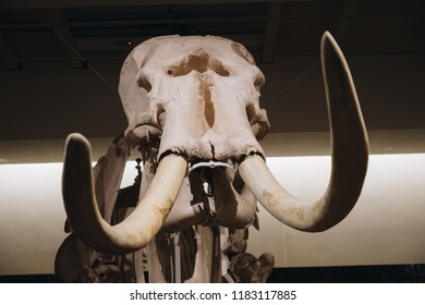 Wild Elephant Bones