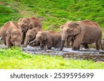 A wild elephant calf with its mother, drinking water by the riverside - Mankulam forest division, Munnar, Kerala"