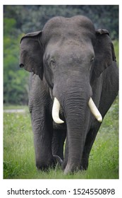 A Wild Elephant Found In Wild Forest In Kurnool District India