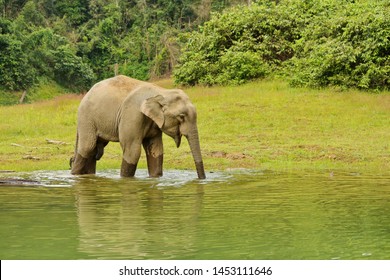  Wild Elephant At Khao Sok Lake