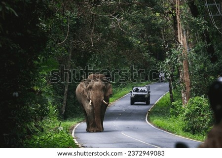 wild elephant walking on mountain road at khao yai national park,khaoyai is one of most popular traveling destination in thailand