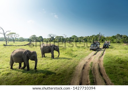 Wild elephants in the beautiful landscape in Sri Lanka 