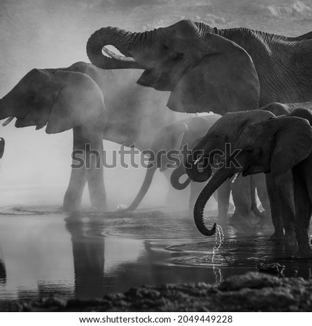 Wild Elephants Black And White Background