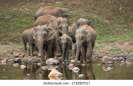 Wild elephants coming for drinking water