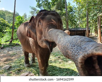 Wild Elephants Are Eating Happily, Walking Around The Forest. The Elephants Are Protected At An Elephant Shelter In Thailand, Asia .