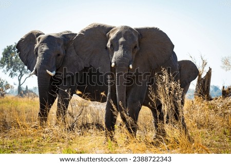 Wild elephants facing up to camera