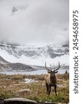 Wild Elk in Banff and Mount Assiniboine Area, Wildlife, Canadian Rockies, Mount Assiniboine, elk, wildlife, majestic, wilderness, nature, scenic, beauty, landscape, mountains, national park, canada