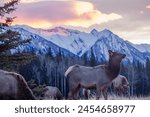 Wild Elk in Banff and Mount Assiniboine Area, Wildlife, Canadian Rockies, Mount Assiniboine, elk, wildlife, majestic, wilderness, nature, scenic, beauty, landscape, mountains, national park, canada