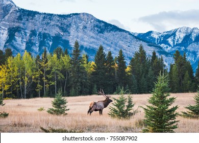 Wild Elk in Banff National Park