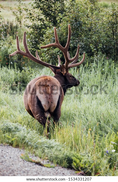 Wild elk in The Great Divide Trail in the Rocky\
Mountains. Alberta,\
Canada.