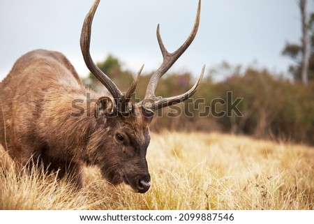 Wild elk in nature reserve, Sri Lanka
