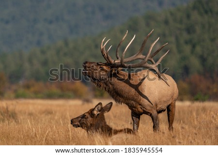wild elk in the west.