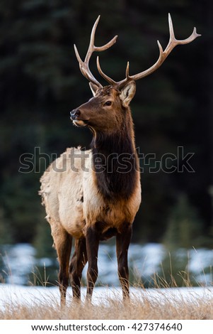 Similar – Rocky Mountain Elk (lat. Cervus canadensis), Canada