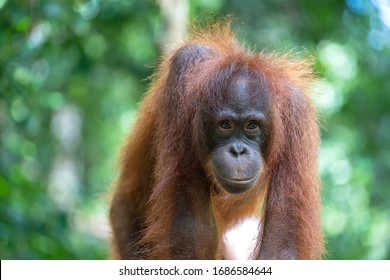 Orangutan の画像 写真素材 ベクター画像 Shutterstock