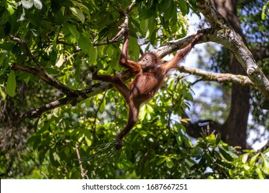 A wild endangered orangutan in the rainforest of island Borneo, Malaysia, close up. Orangutan mounkey in nature
