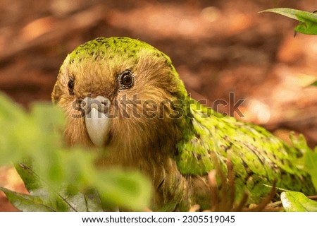 Wild endemic flightless Kakapo parrot in New Zealand