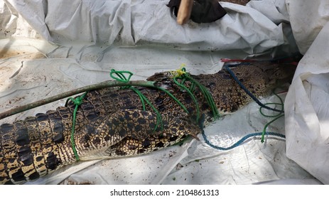 Wild estuarine crocodiles that are caught and will be secured by officers, their bodies are roped off the monastery are not dangerous